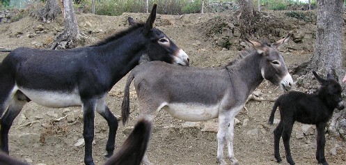 I fratelli Stefano, Andrea e Marco